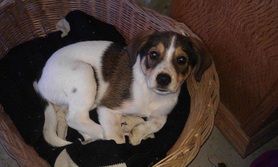 Blanding af racer Jago - Udendørs arbejde = udendørs middagslur :) billede 9