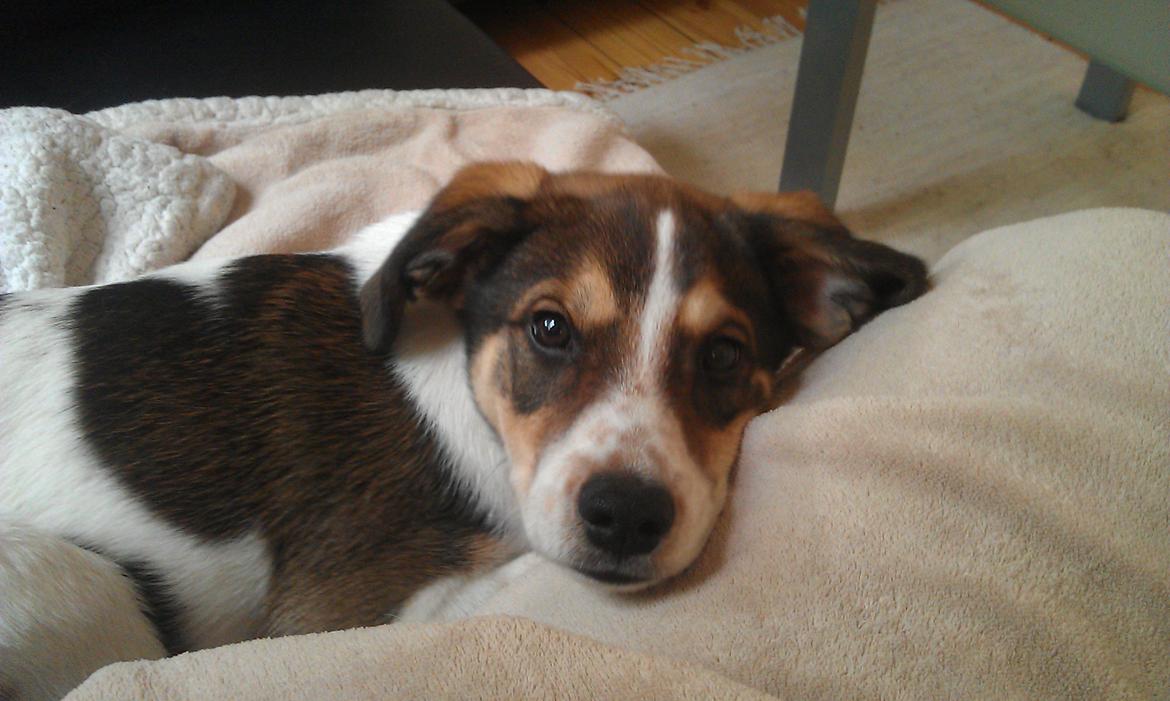 Blanding af racer Jago billede 10