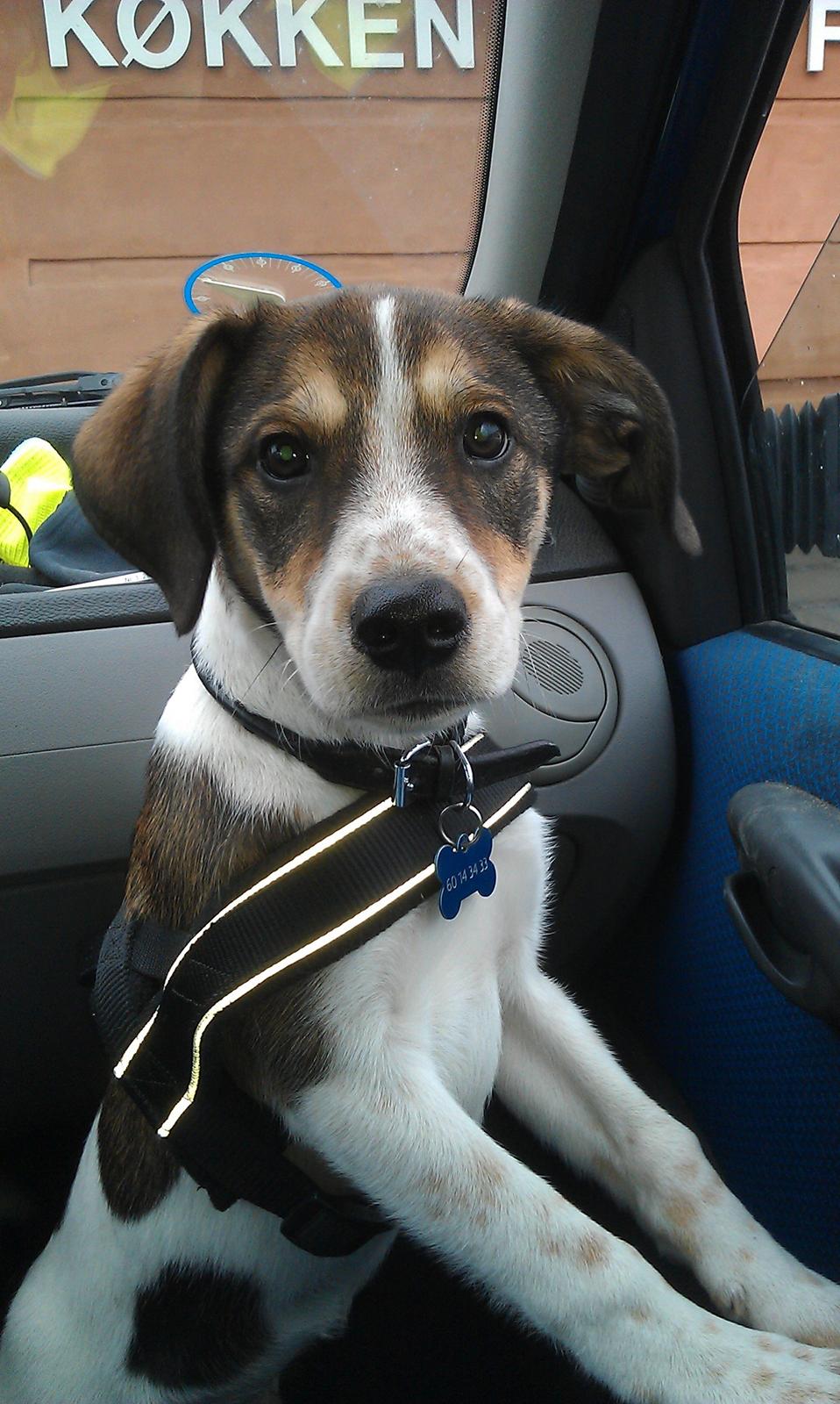 Blanding af racer Jago - Elsker at komme med ud og køre bil :) billede 11