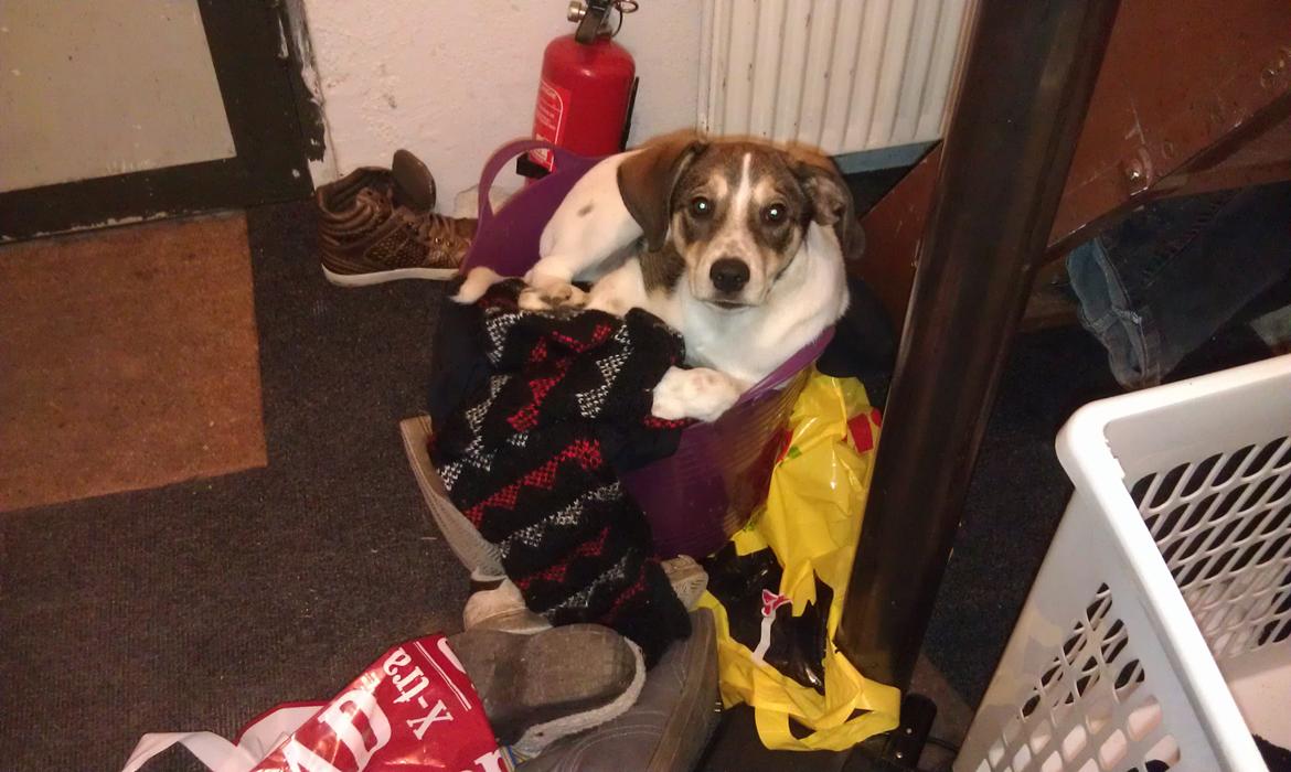 Blanding af racer Jago - Når vi ikke kan finde Jago ..... billede 12