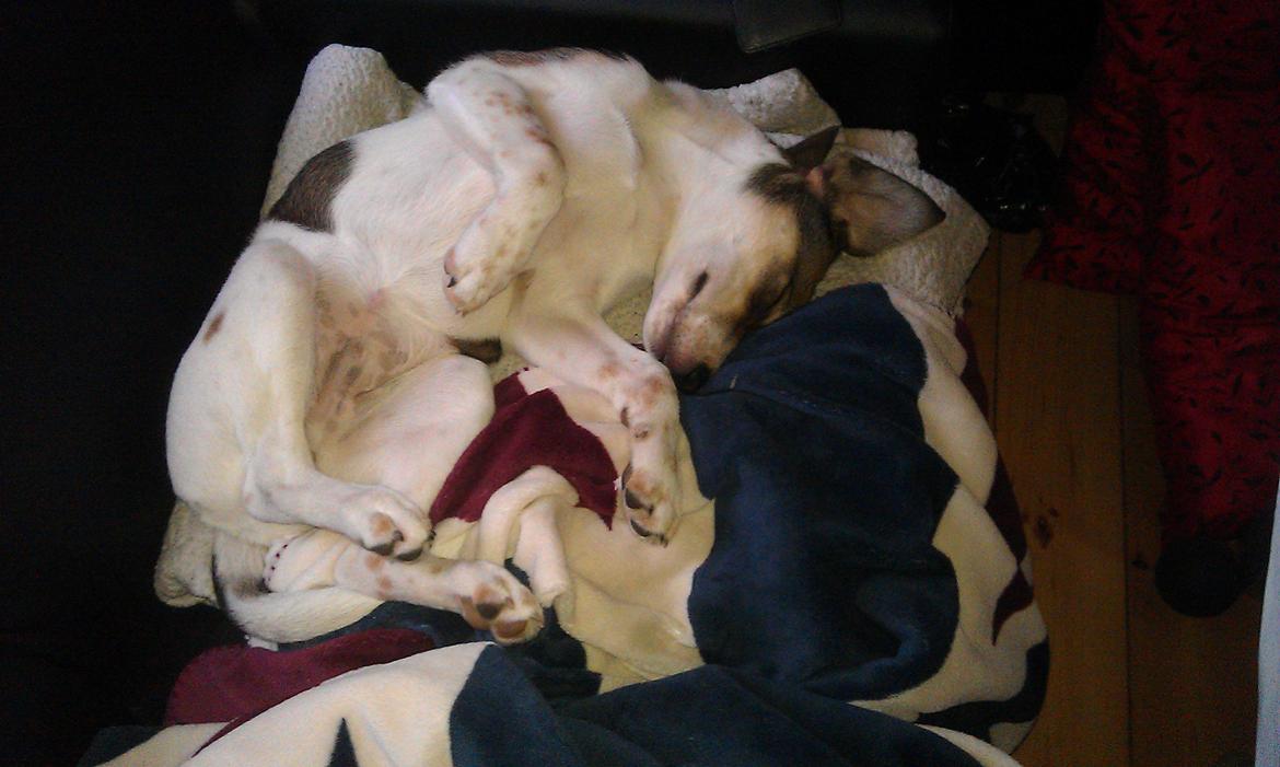 Blanding af racer Jago billede 14