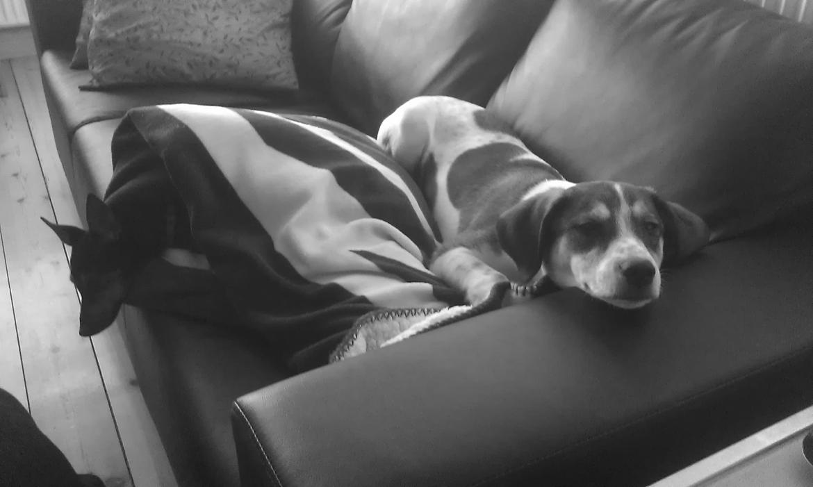 Blanding af racer Jago - Jagos lille flirt:) lille kiara :) billede 15