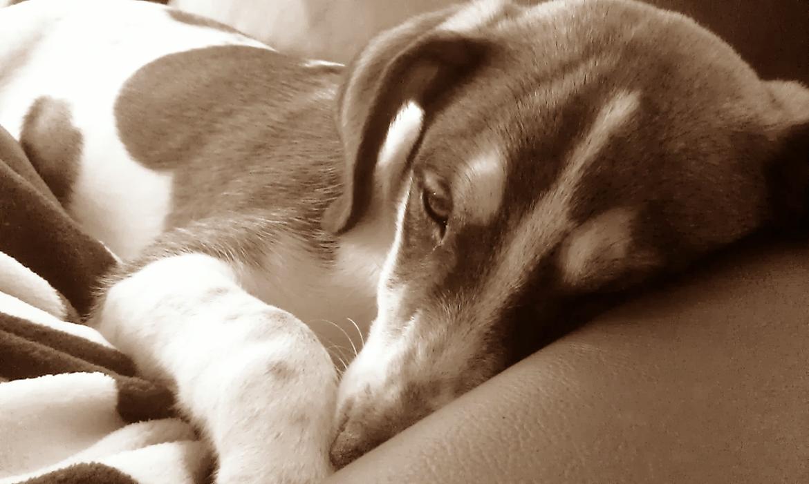 Blanding af racer Jago billede 16