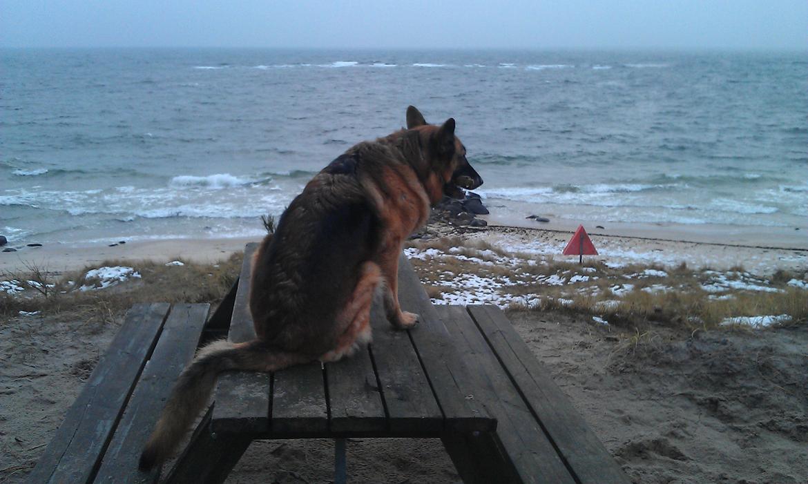 Schæferhund Gry - Vi spejder ud over havet end sidste gang, sammen ! <3 billede 19