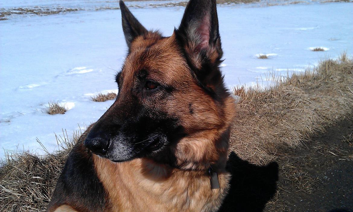 Schæferhund Gry billede 18