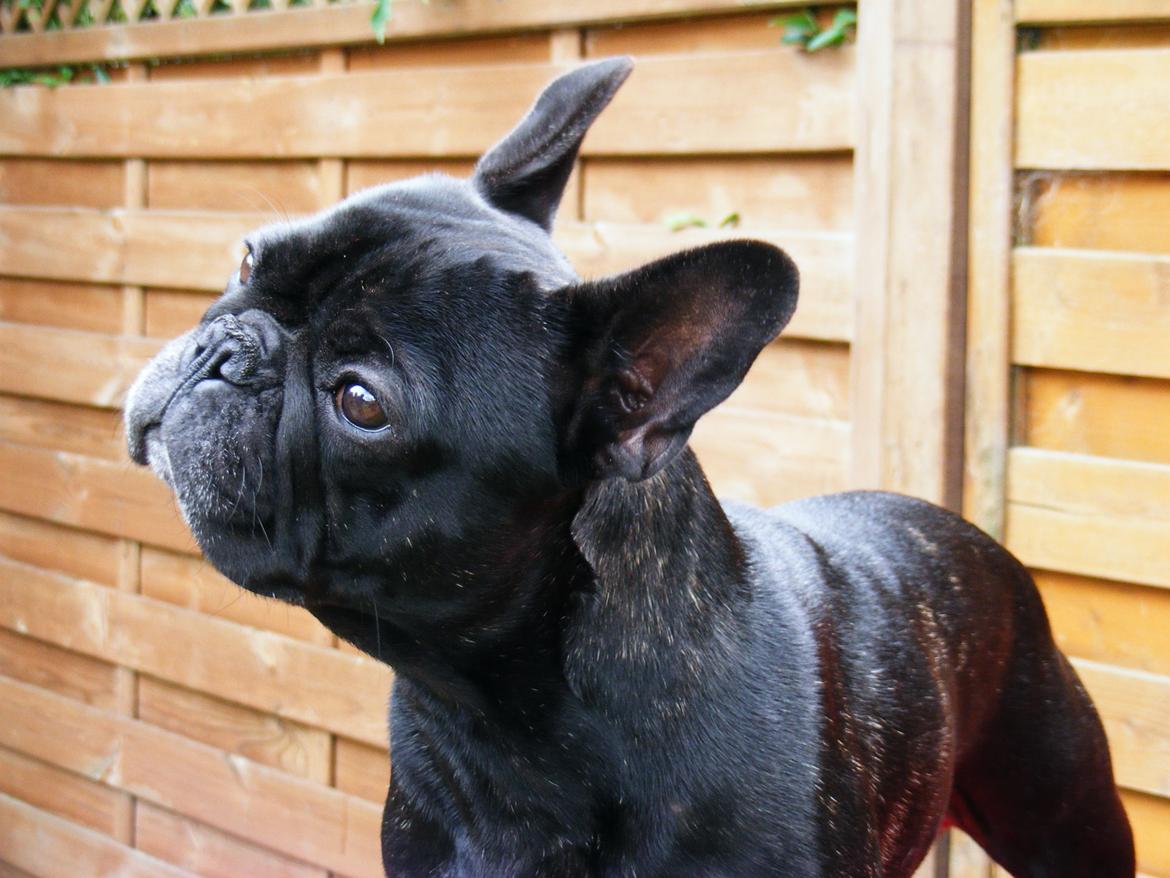 Fransk bulldog Oscar aka Batmand 1 billede 20