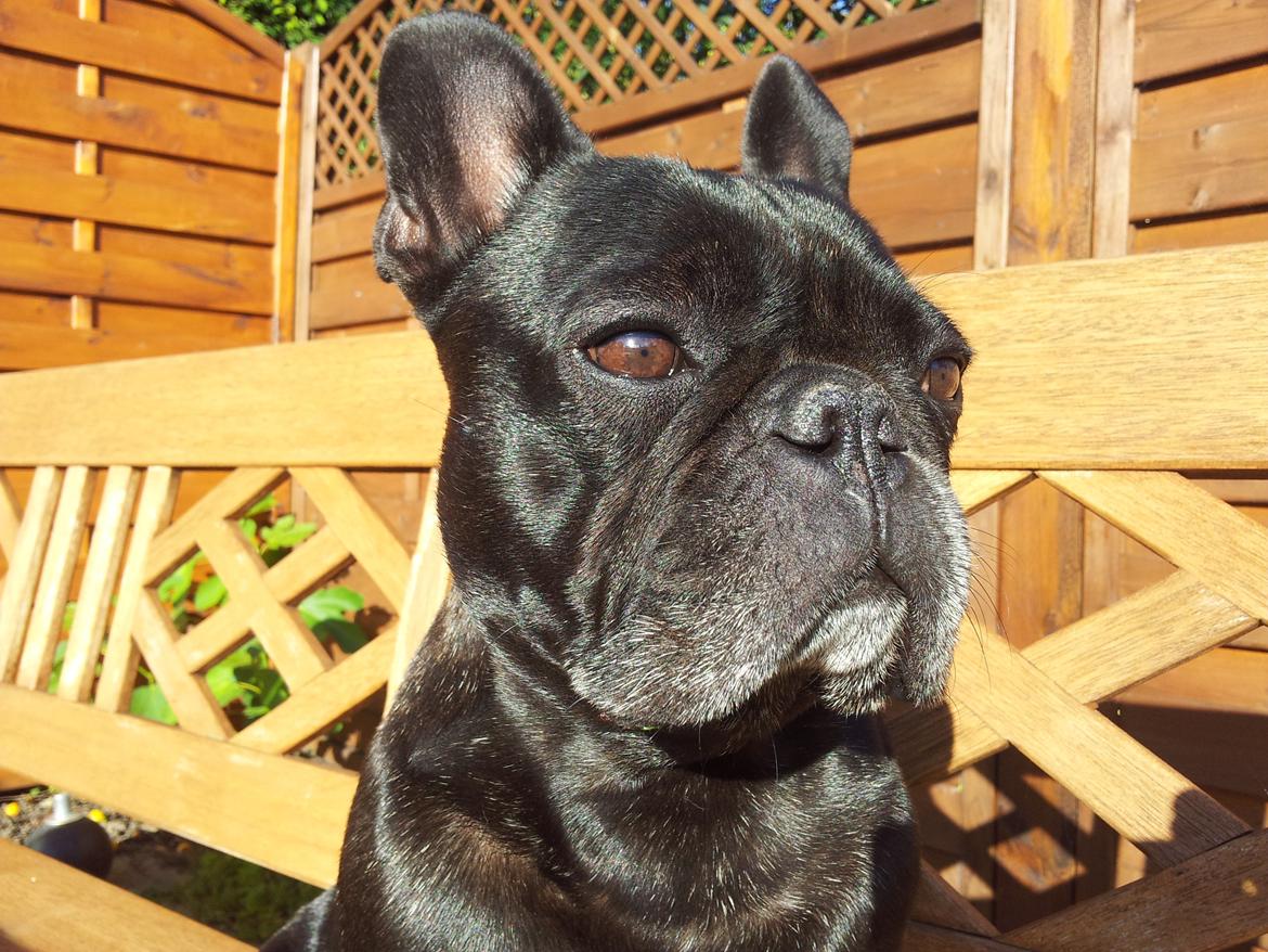 Fransk bulldog Oscar aka Batmand 1 billede 22