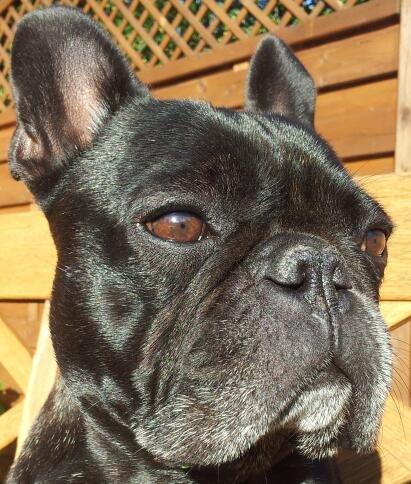 Fransk bulldog Oscar aka Batmand 1 billede 21