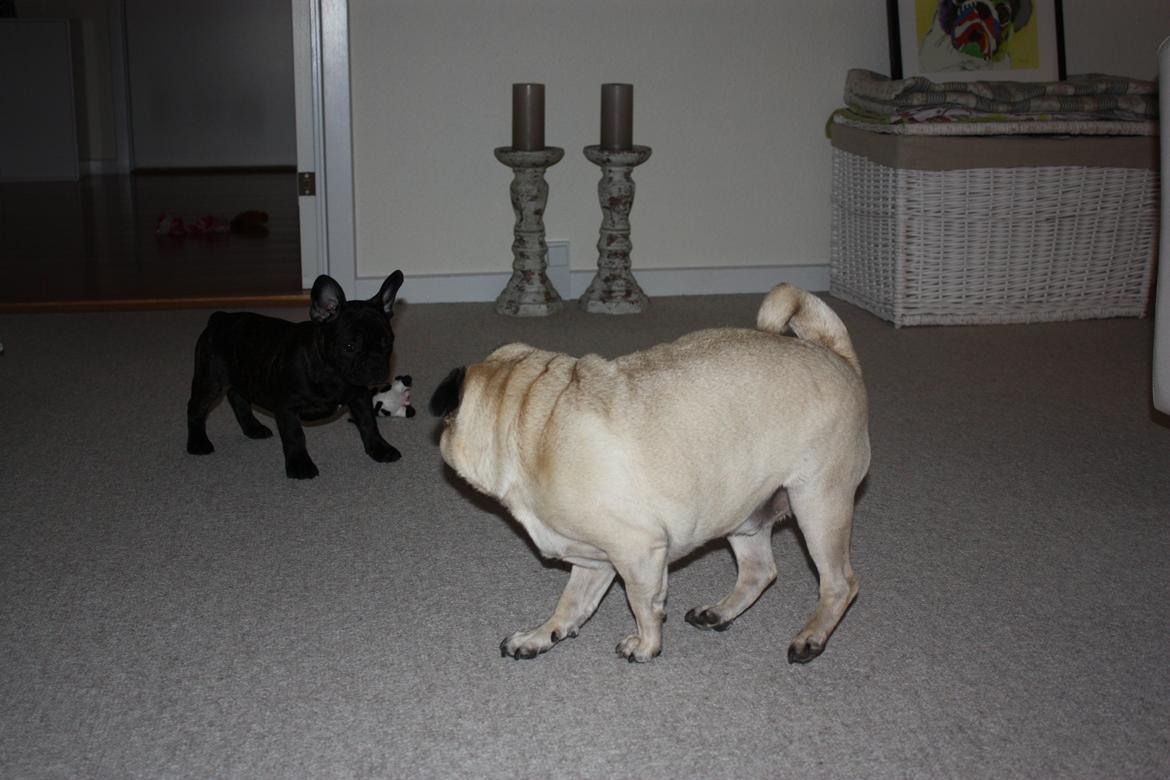 Fransk bulldog Carla - Første møde med min nye ven Cosmo :) billede 7