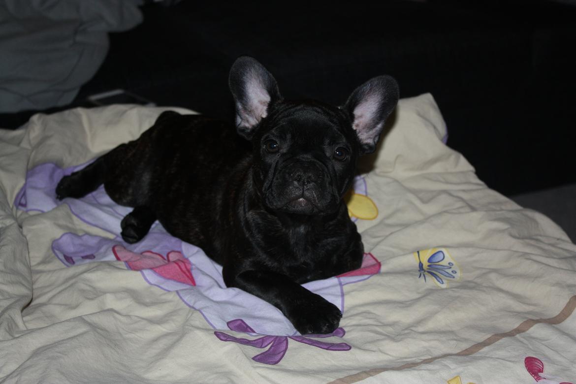 Fransk bulldog Carla - Her ligger jeg lige og ser lækker ud ;) billede 8