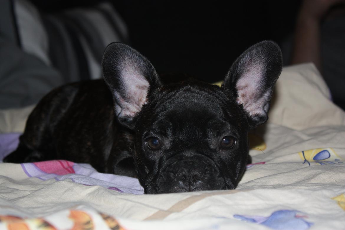 Fransk bulldog Carla billede 9