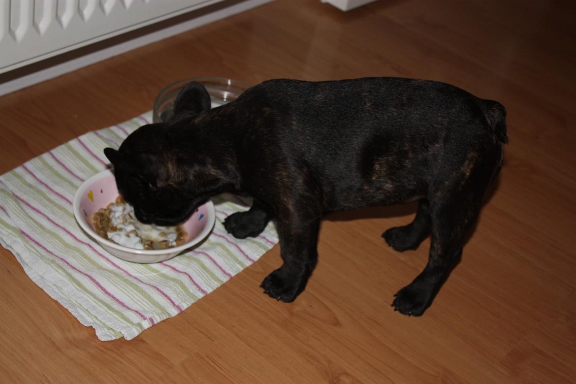 Fransk bulldog Carla - Mmm.. lækkert med lidt mad .. billede 10