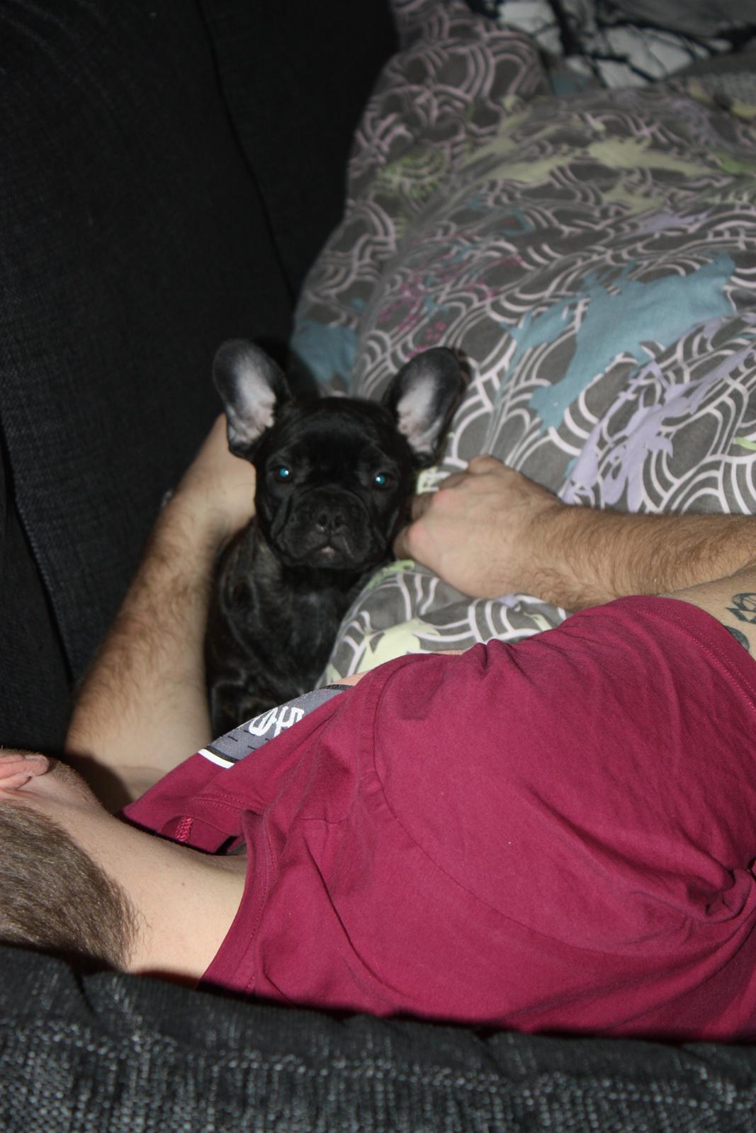 Fransk bulldog Carla - Hygge i sofaen sammen med far <3 billede 11