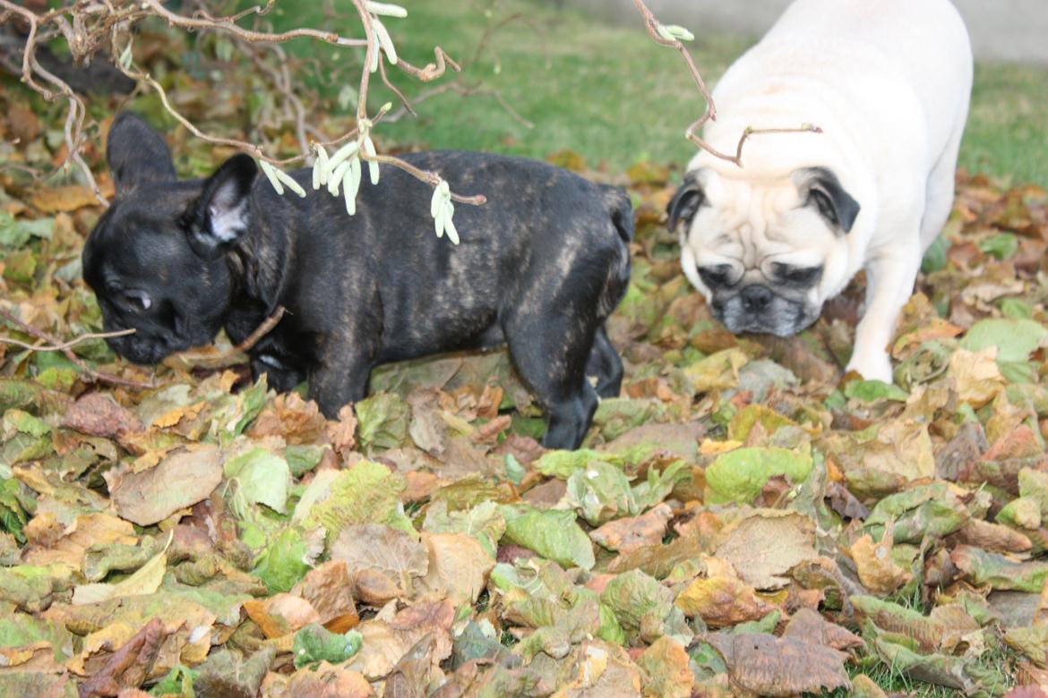 Fransk bulldog Carla - Cosmo og Carla snuser efter gode dufte. billede 12
