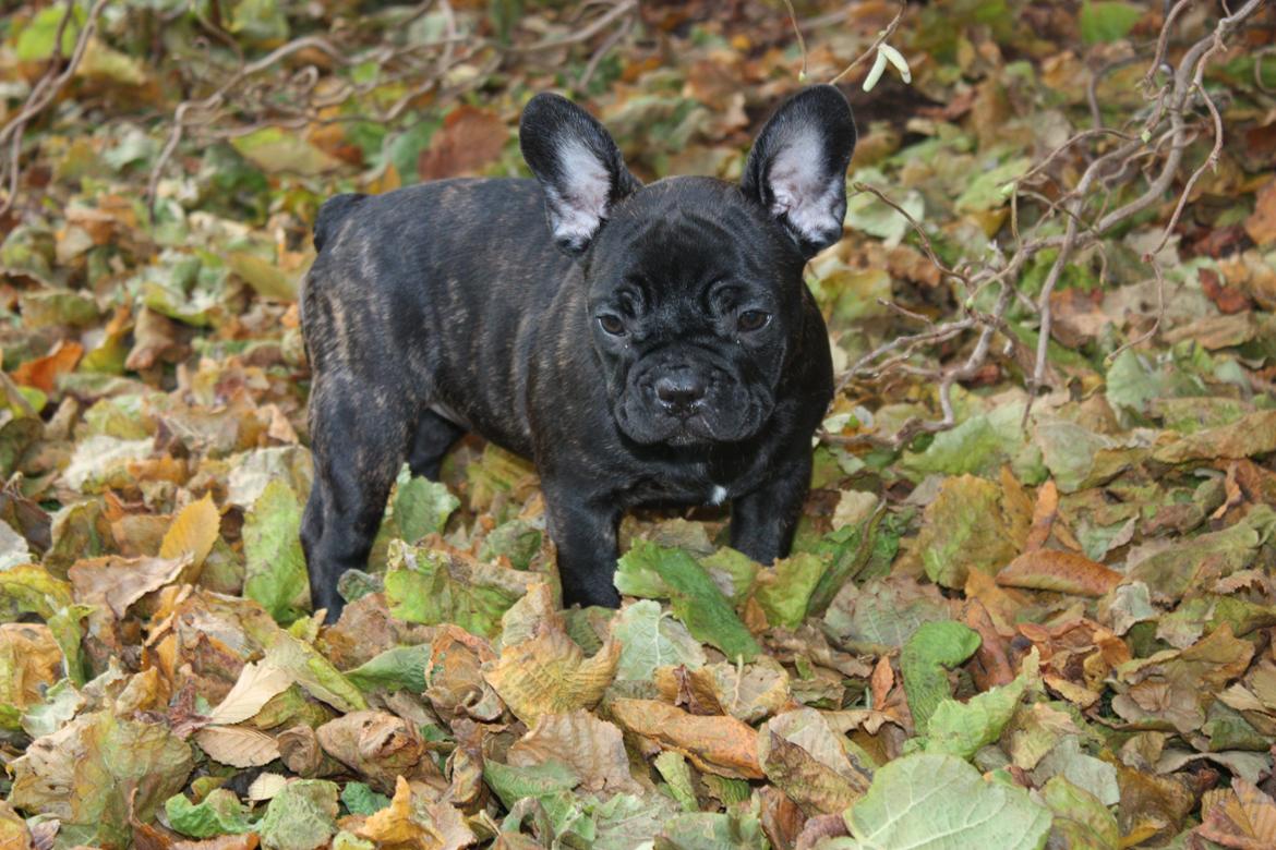 Fransk bulldog Carla - Sjovt at lege i bladene ;) billede 13