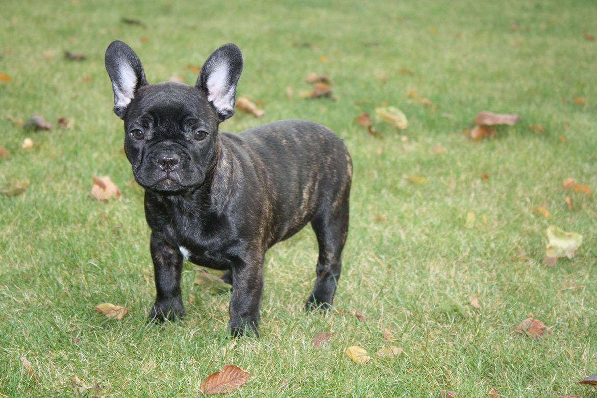 Fransk bulldog Carla - Carla 12 uger billede 6
