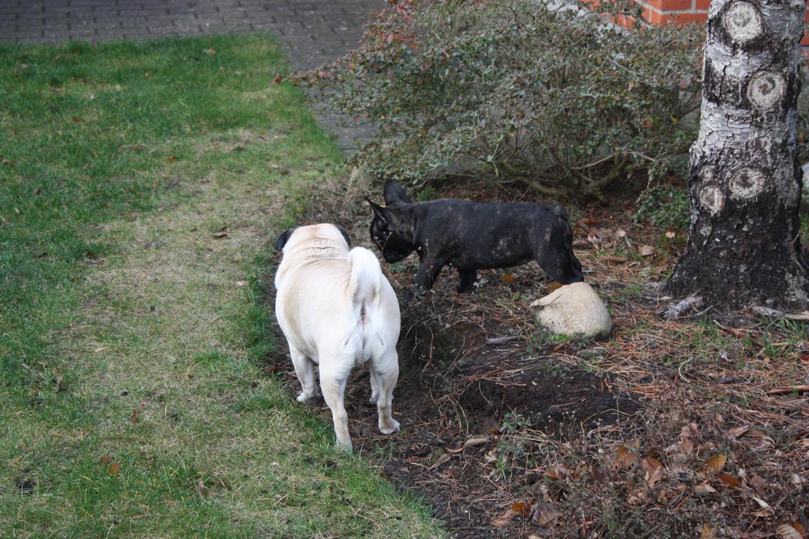Fransk bulldog Carla - Skal vi lege ? billede 14