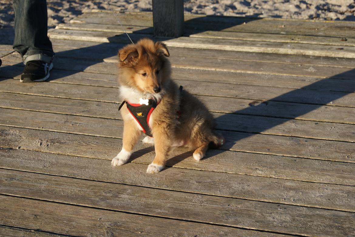 Shetland sheepdog Akela aka Keiko billede 8