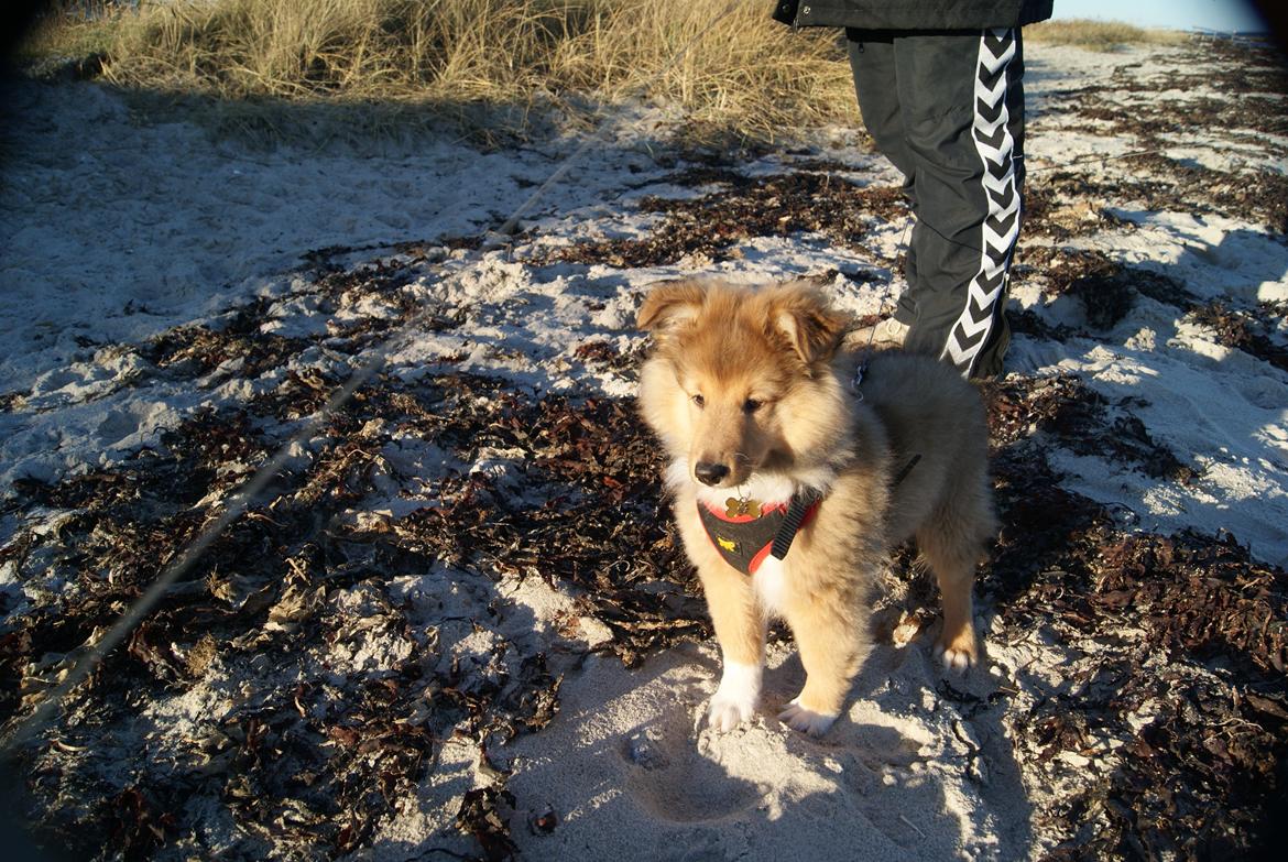Shetland sheepdog Akela aka Keiko billede 9