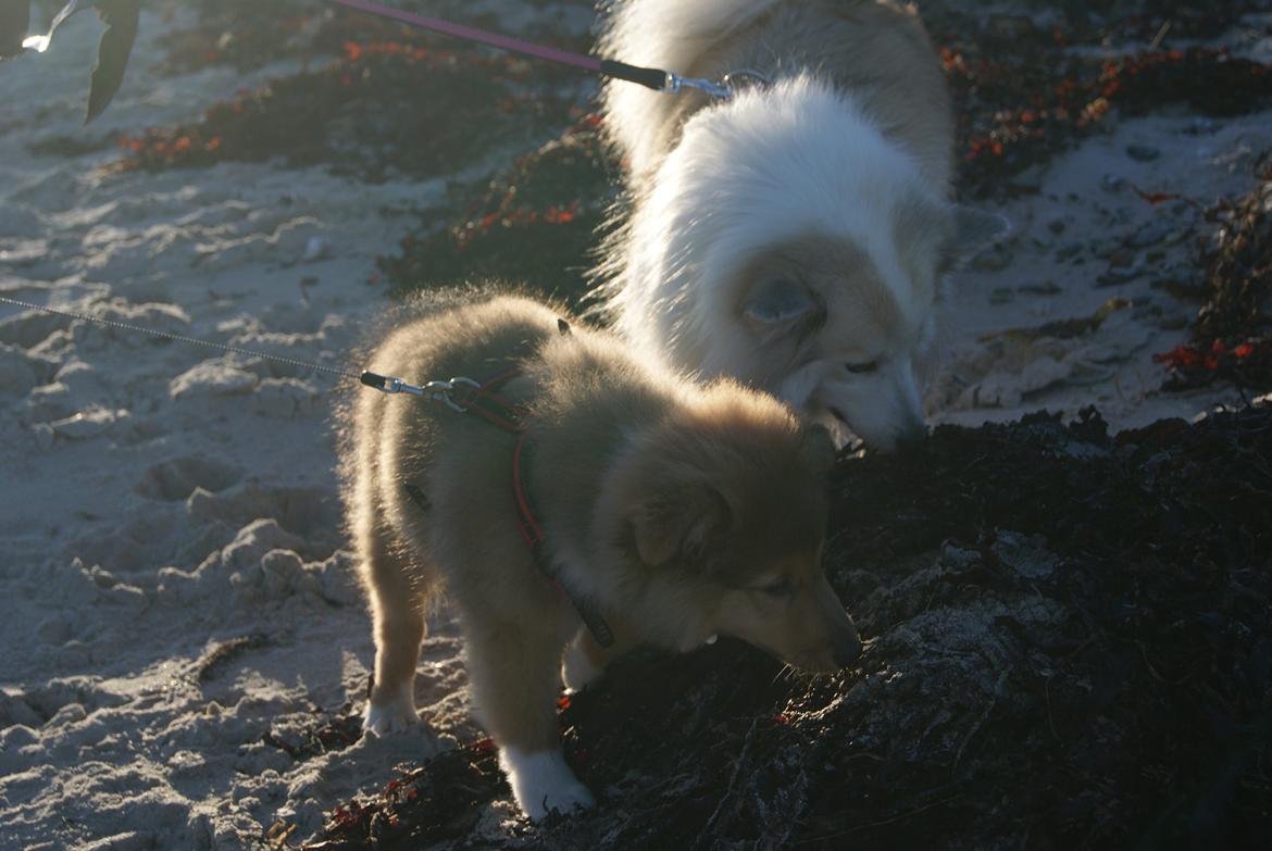 Shetland sheepdog Akela aka Keiko billede 10