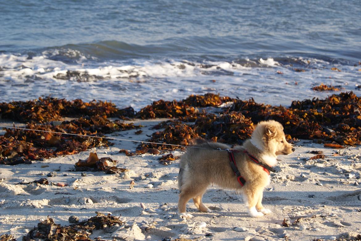 Shetland sheepdog Akela aka Keiko billede 11