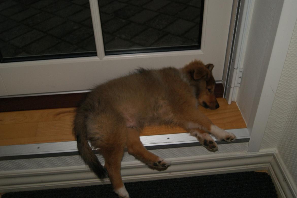 Shetland sheepdog Akela aka Keiko billede 12