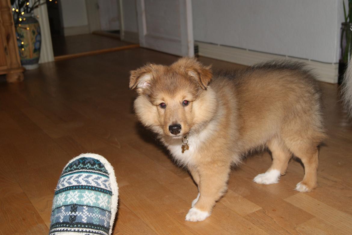 Shetland sheepdog Akela aka Keiko billede 13