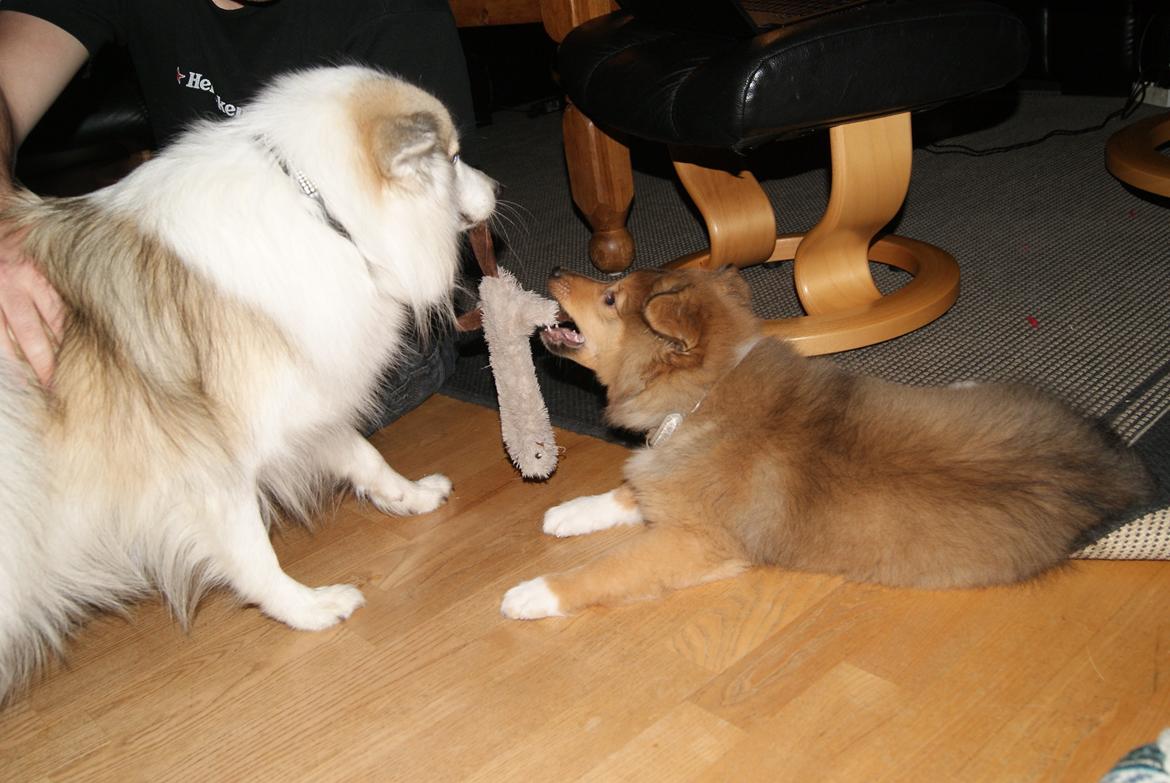 Shetland sheepdog Akela aka Keiko billede 14