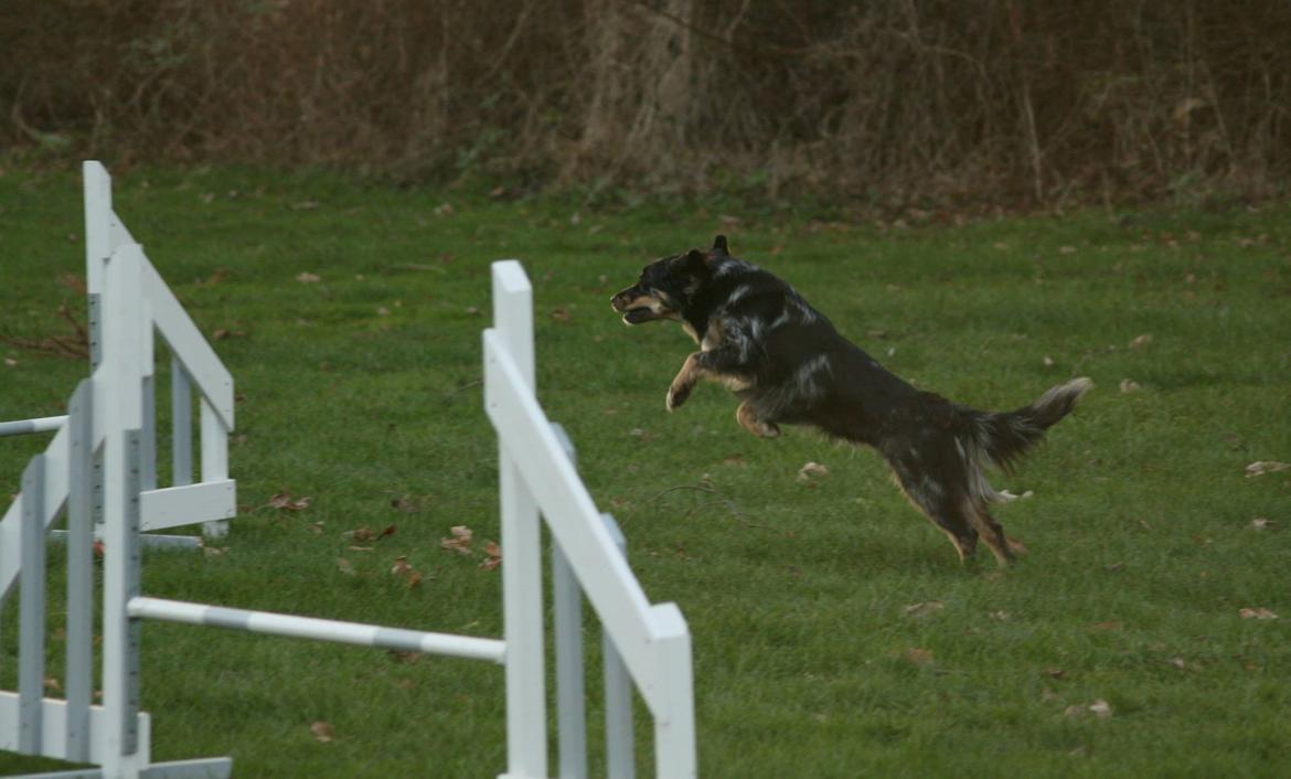 Blanding af racer Merci 6 år <3 - Min længde springer :O ..
Fra træning med en veninde d. 1 dec 2013 billede 37