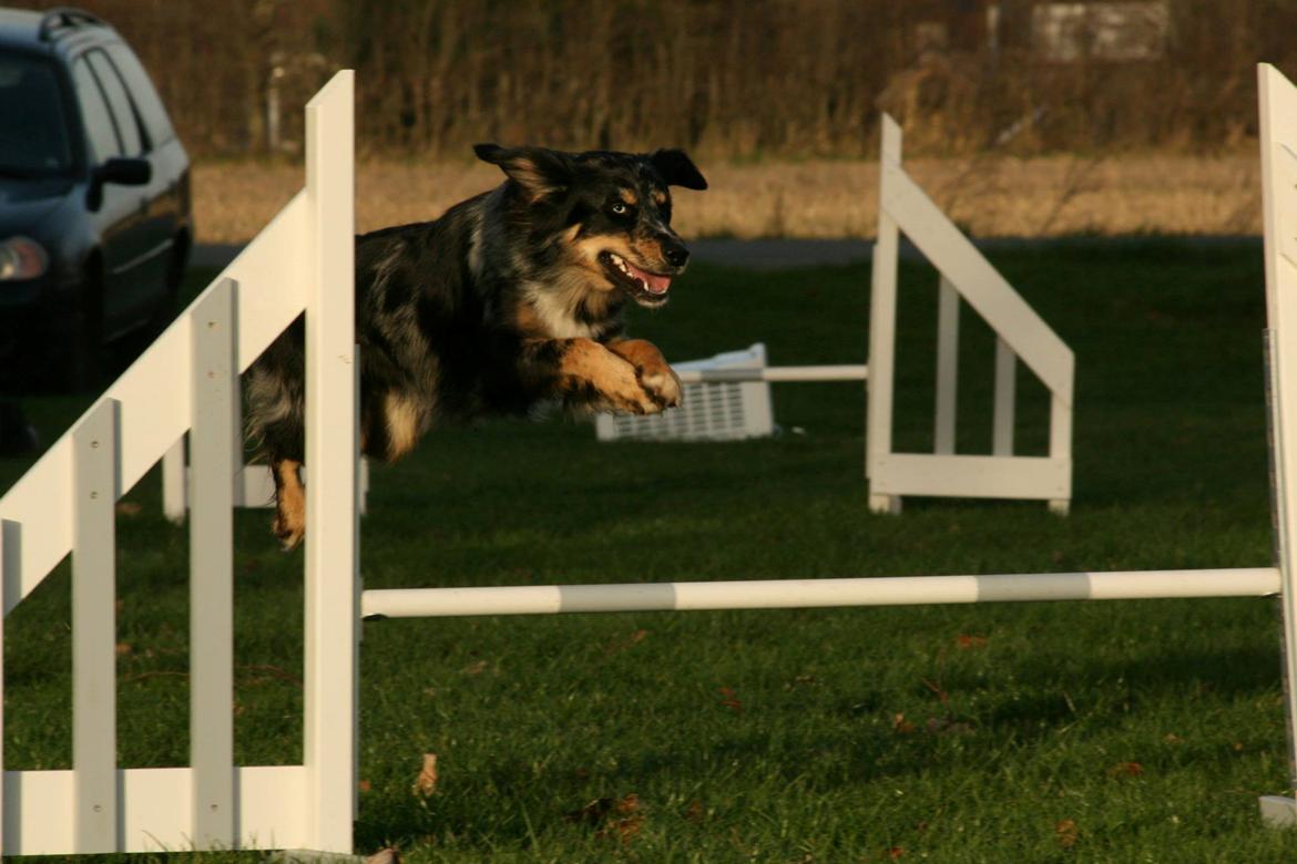 Blanding af racer Merci 6 år <3 - Fra træning med en veninde d. 1 dec 2013 billede 38