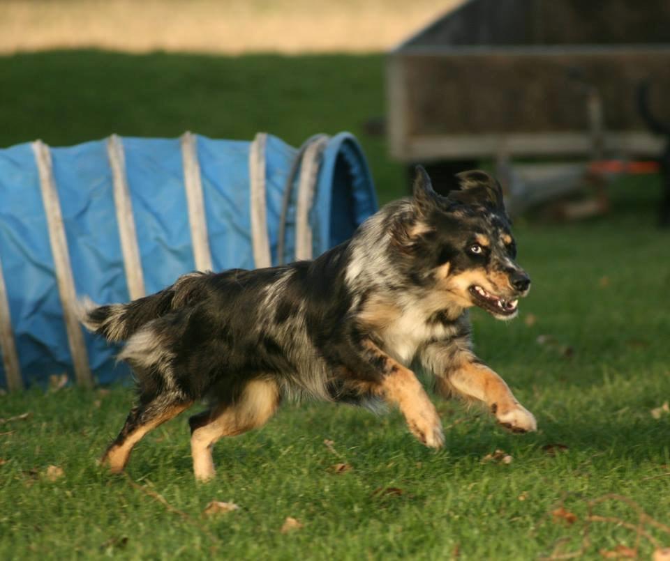 Blanding af racer Merci 6 år <3 - Fra træning med en veninde d. 1 dec 2013 billede 39