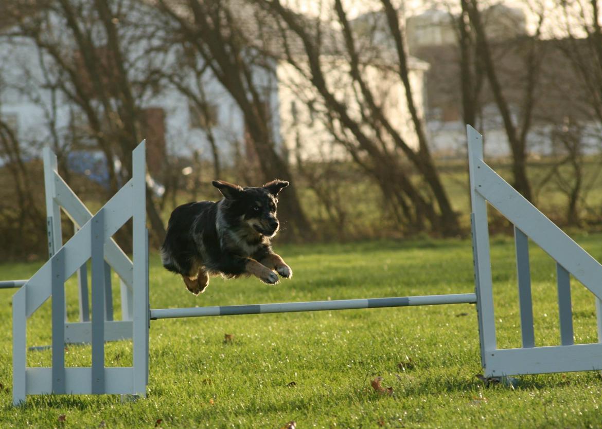 Blanding af racer Merci 6 år <3 - Fra træning med en veninde d. 1 dec 2013 billede 40