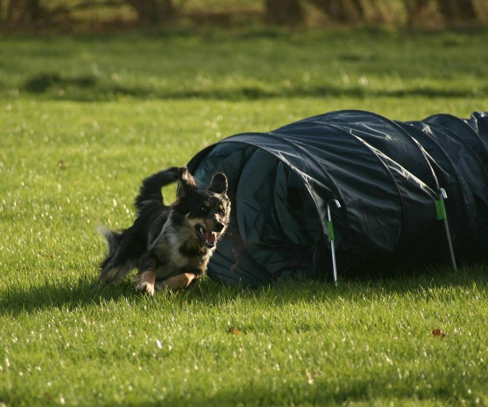 Blanding af racer Merci 6 år <3 - Fra træning med en veninde d. 1 dec 2013 billede 41