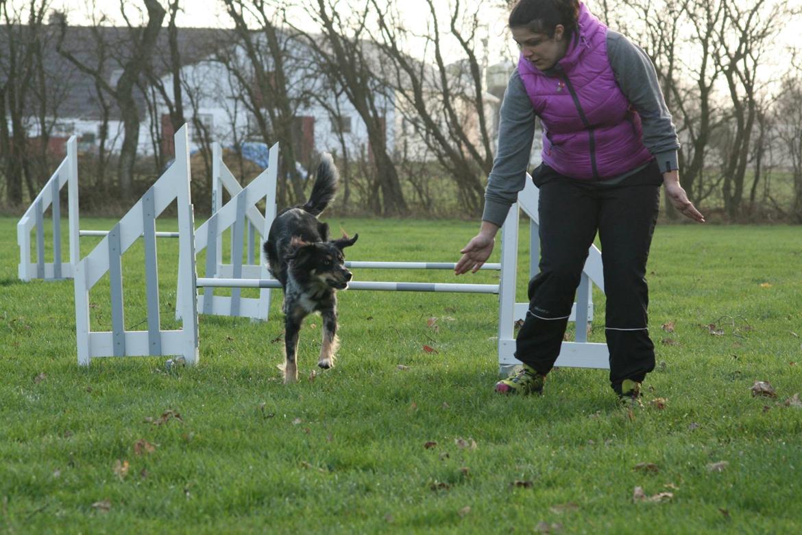 Blanding af racer Merci 6 år <3 - Fra træning med en veninde d. 1 dec 2013 billede 42