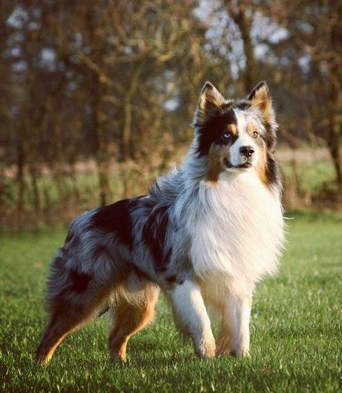 Australian shepherd Morgan <3 Sov sødt - Velkommen til min profil, læg gerne en besked og en bedømmelse :)  billede 1