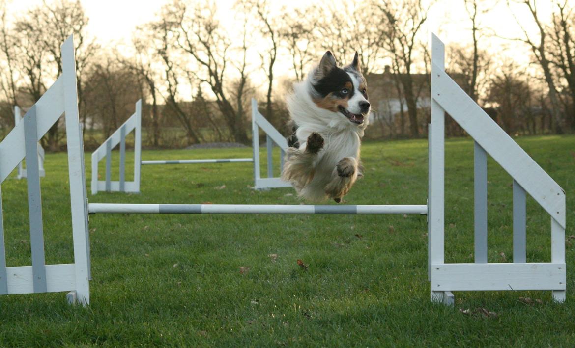 Australian shepherd Morgan <3 Sov sødt - Fra træning idag med en veninde 01.12.2013 billede 21