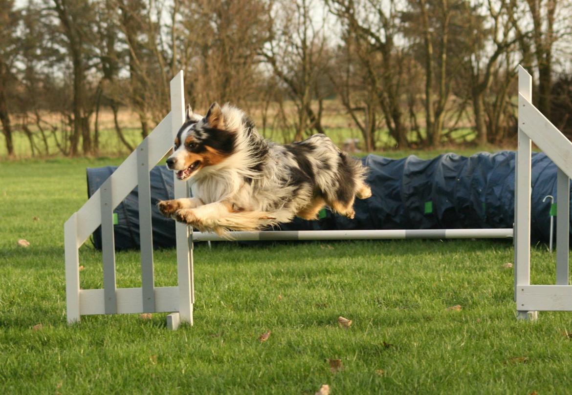 Australian shepherd Morgan <3 Sov sødt - Fra træning idag med en veninde 01.12.2013 billede 22