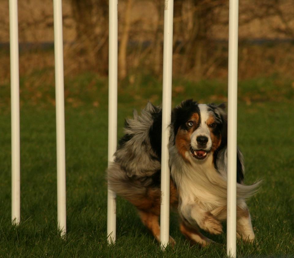 Australian shepherd Morgan <3 Sov sødt - Fra træning idag med en veninde 01.12.2013 billede 23