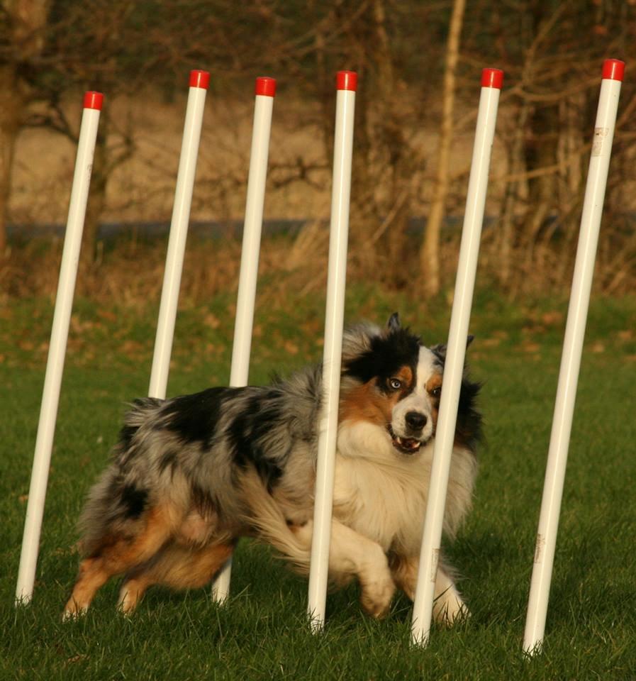 Australian shepherd Morgan <3 Sov sødt - Fra træning idag med en veninde 01.12.2013 billede 24