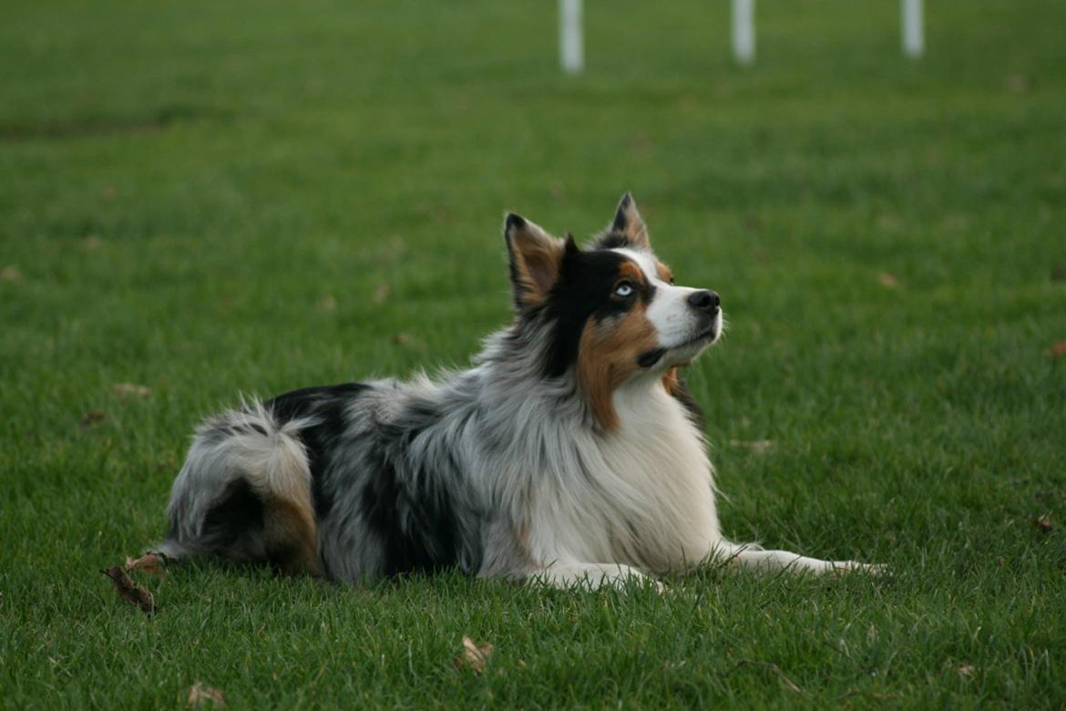 Australian shepherd Morgan <3 Sov sødt - Fra træning idag med en veninde 01.12.2013 billede 25