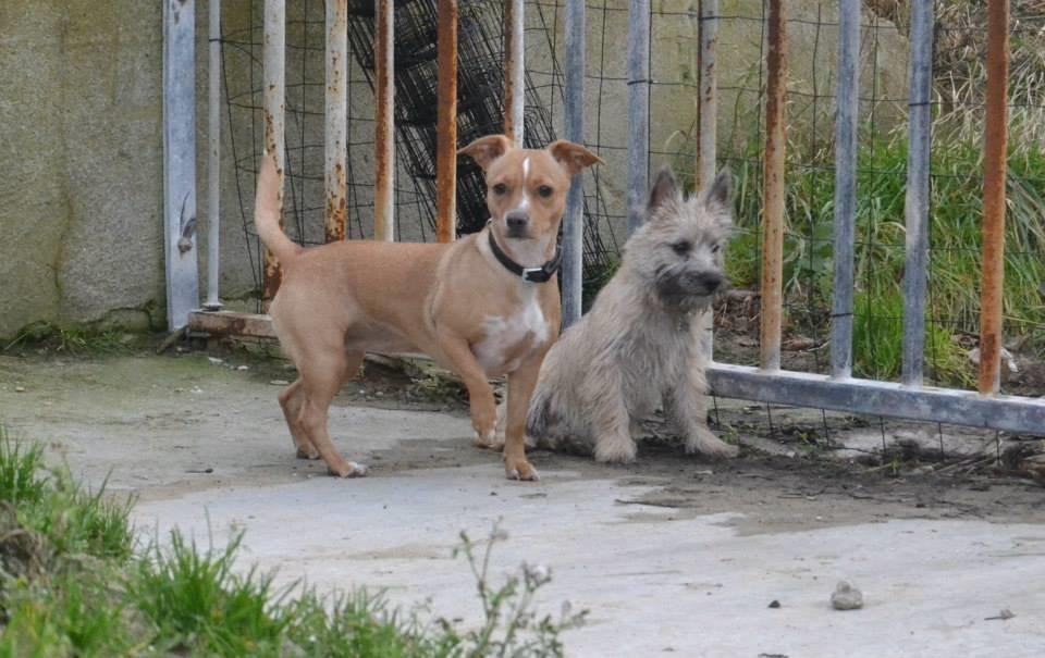 Cairn terrier Bella billede 11