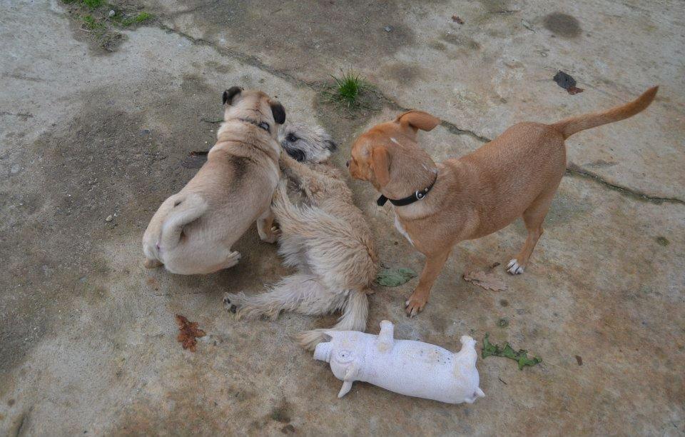 Cairn terrier Bella billede 12