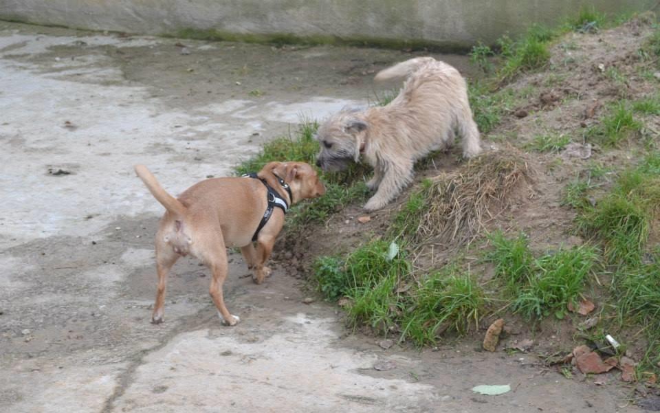 Cairn terrier Bella billede 14