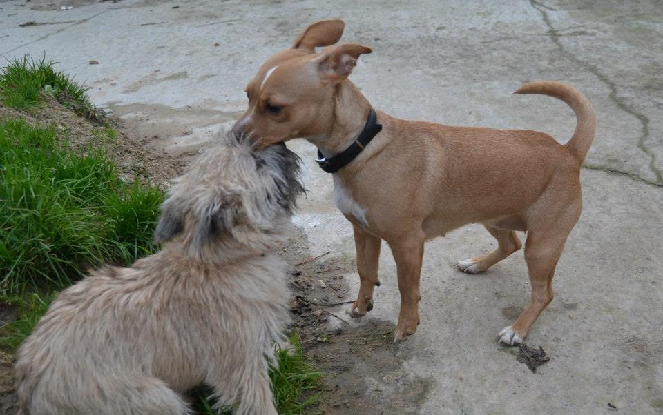 Cairn terrier Bella billede 15