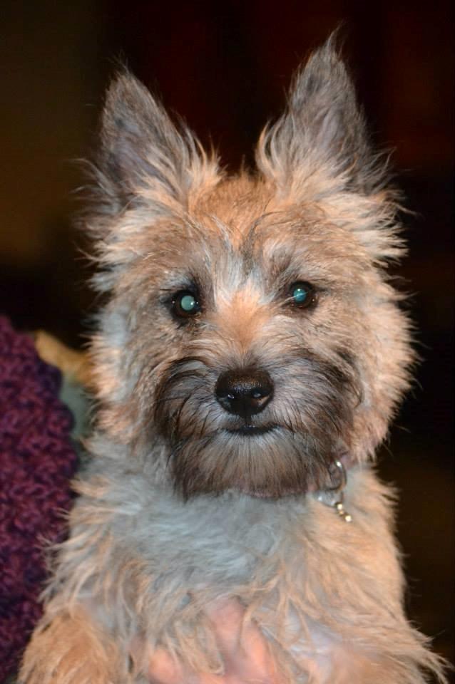 Cairn terrier Bella billede 2