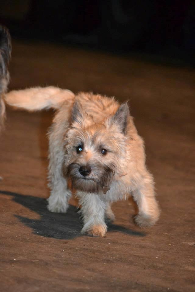 Cairn terrier Bella billede 17