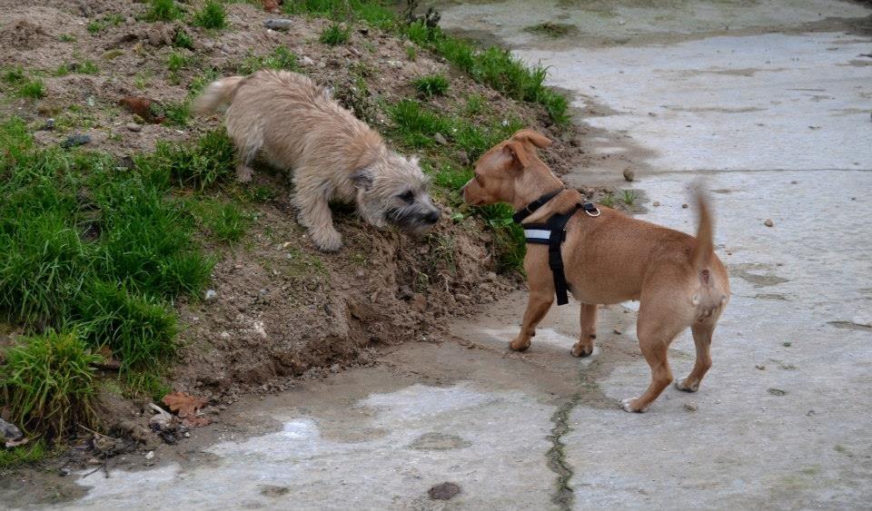 Cairn terrier Bella billede 18
