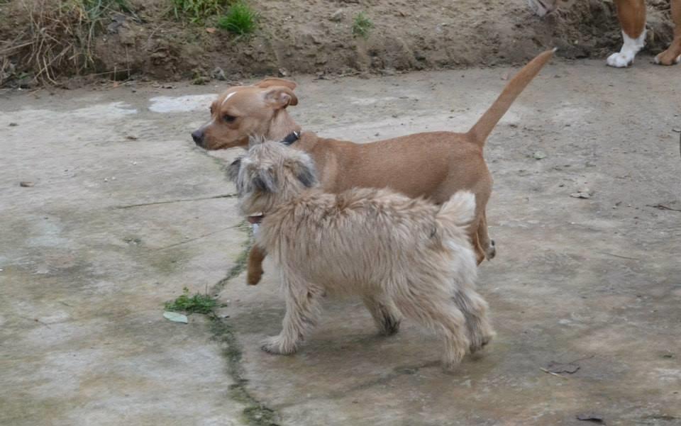 Cairn terrier Bella billede 19