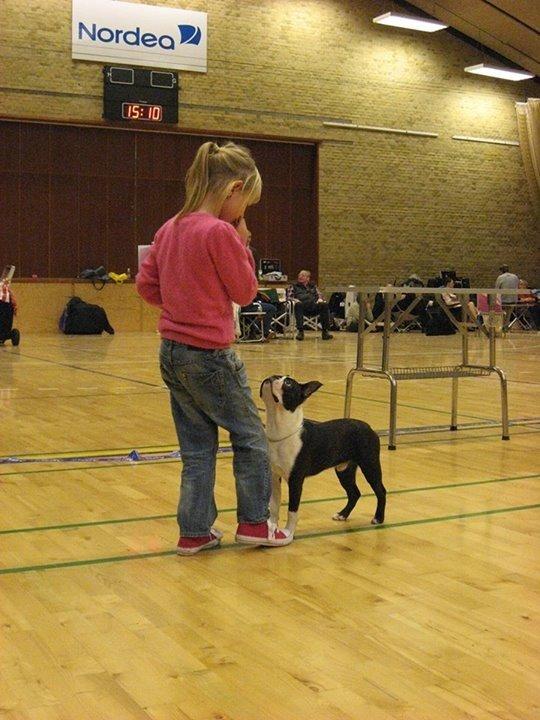 Boston terrier Multi-CH Westlund As Good As It Gets aka Pepsi billede 27