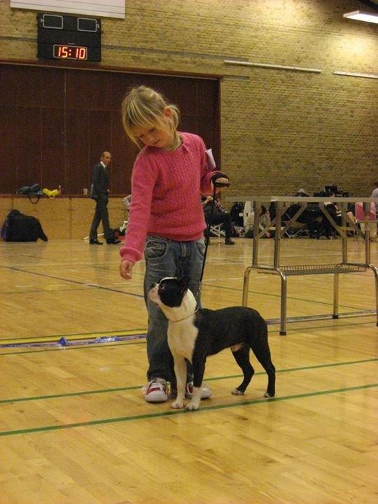 Boston terrier Multi-CH Westlund As Good As It Gets aka Pepsi billede 28